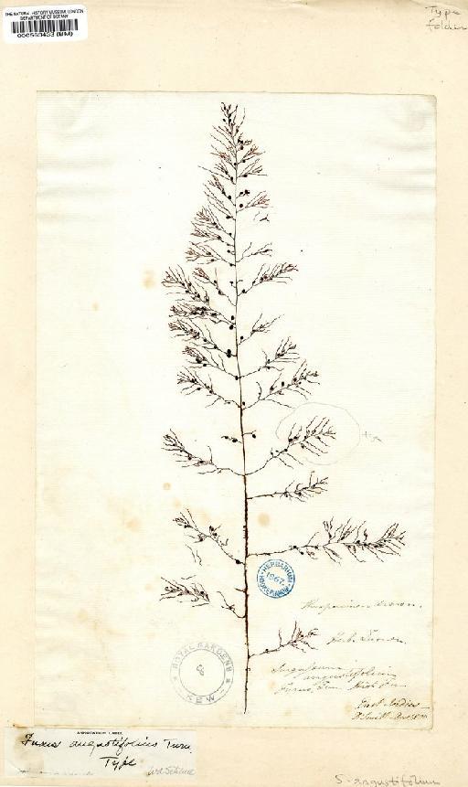 Sargassum angustifolium Agardh - BM000563433