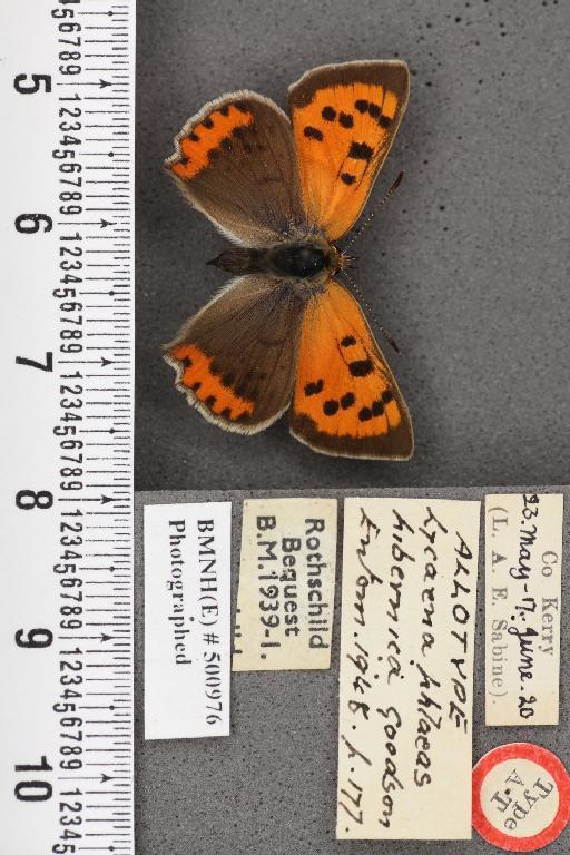 Lycaena phlaeas hibernica Goodson, 1948 - BMNHE_500976_108732