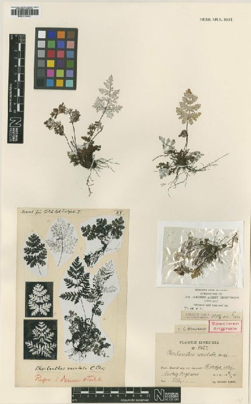 Cheilanthes rosulata C.Chr. - BM001044031