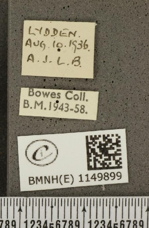 Lysandra coridon ab. antialbocincta Bright & Leeds, 1938 - BMNHE_1149899_label_102238