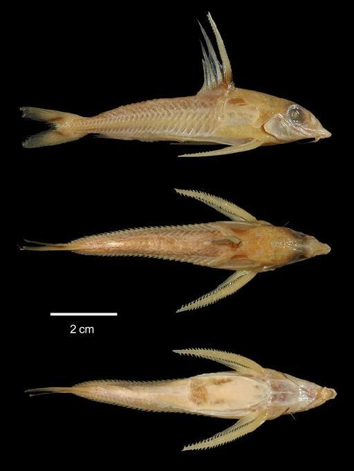 Oxydoras trimaculatus Boulenger, 1898 - 1897.12.1.41-43b; Oxydoras trimaculatus; type; ACSI Project image