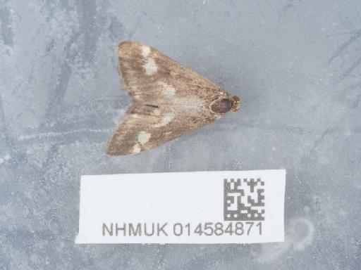 Pyrausta ostrinalis (Hübner, 1796) - 014584871_2