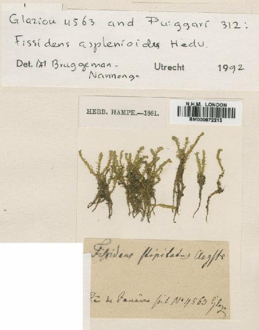 Fissidens obtusatus Hampe - BM000872213