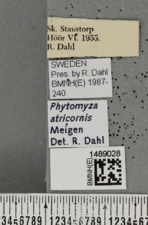 Chromatomyia atricornis (Meigen, 1838) - BMNHE_1489028_label_53387