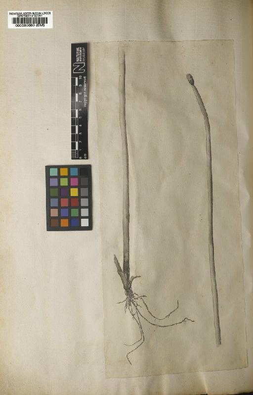 Scirpus elegans Kunth - BM000588889