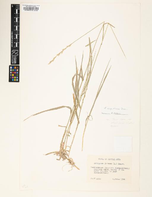 Elymus repens subsp. elongatiformis (Drobow) Melderis - 000064319