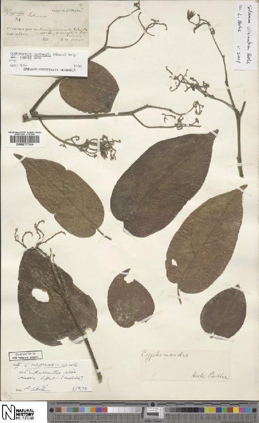 Solanum circinatum subsp. ramosum - BM000777994