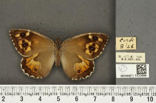 Hipparchia semele hibernica ab. quadriocellata Lempke, 1957 - BMNHE_1100984_11876