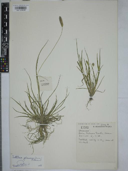 Setaria glauca (L.) P.Beauv. - 012548985