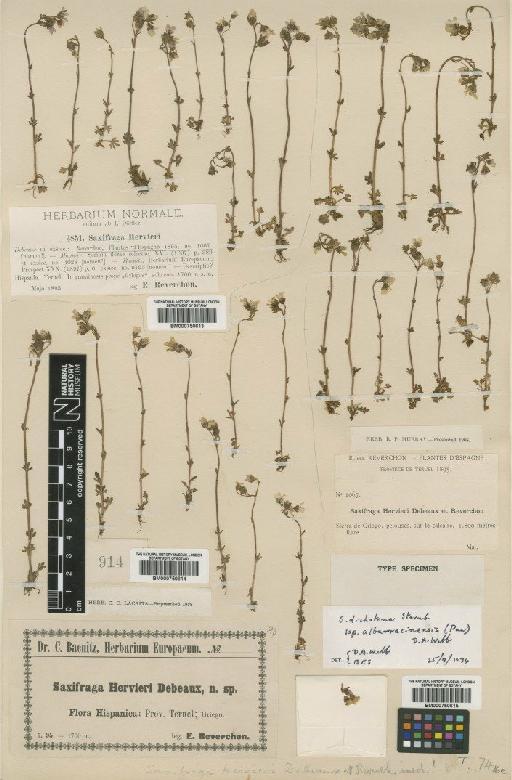Saxifraga dichotoma Willd. - BM000750615