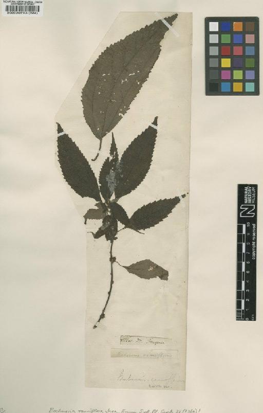 Boehmeria ramiflora Jacq. - BM000020793