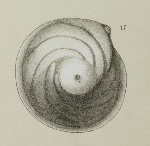 Cristellaria vortex Fichtel & Moll - ZF1357_69_17_Lenticulina_orbicularis.jpg