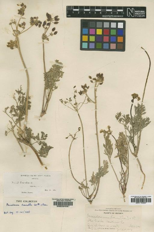 Lomatium donnellii (J.M.Coult. & Rose) J.M.Coult. & Rose - BM001042937