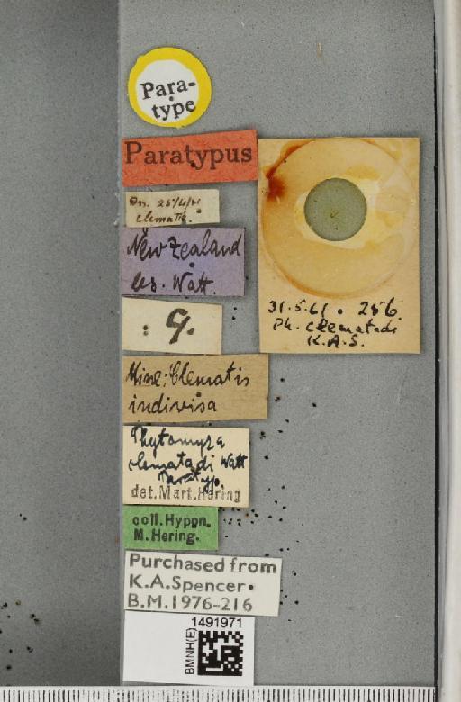 Phytomyza clematadi Watt, 1923 - BMNHE_1491971_label_53671