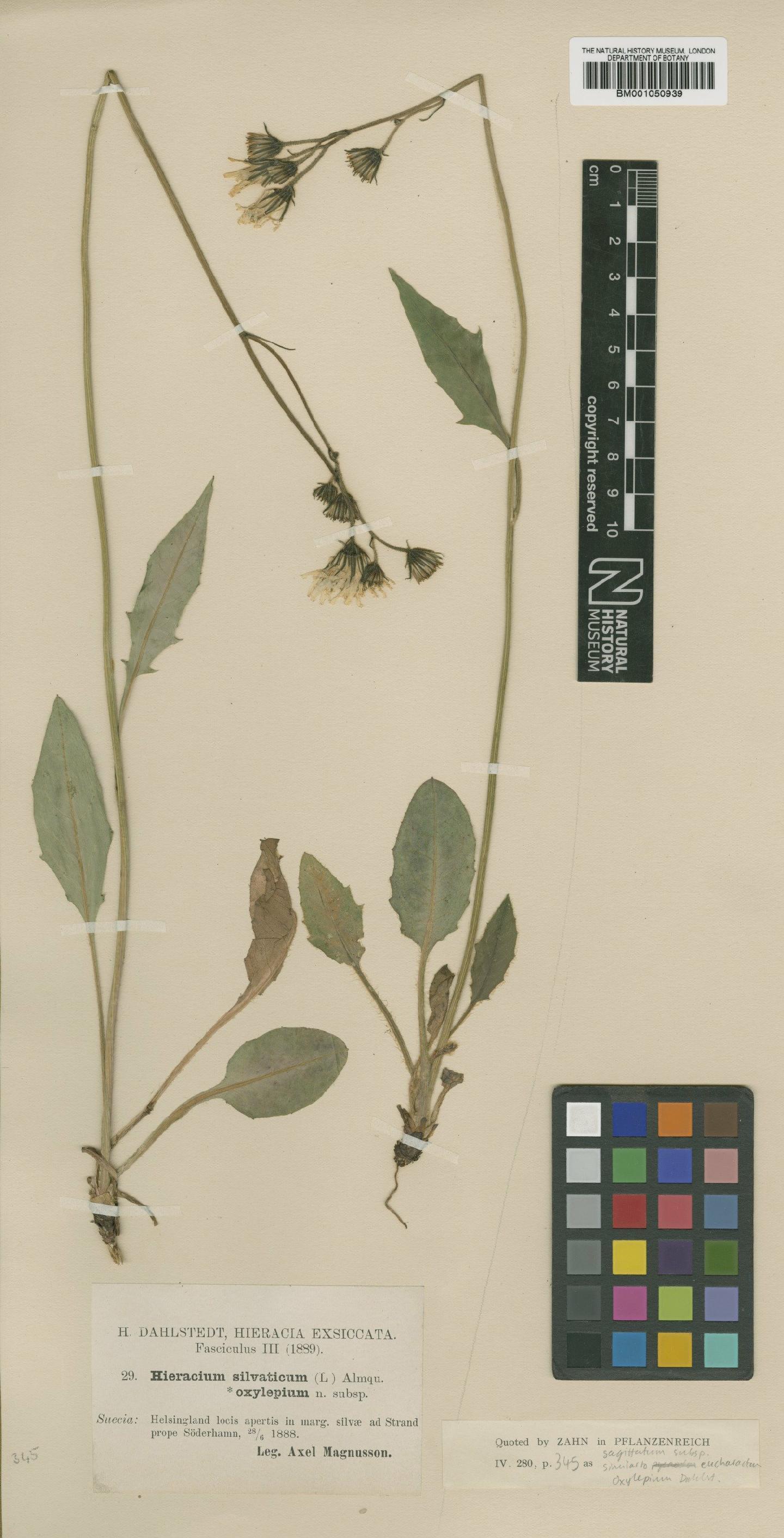 To NHMUK collection (Hieracium sagittatum subsp. oxylepium (Dahlst.) Zahn; TYPE; NHMUK:ecatalogue:2413603)