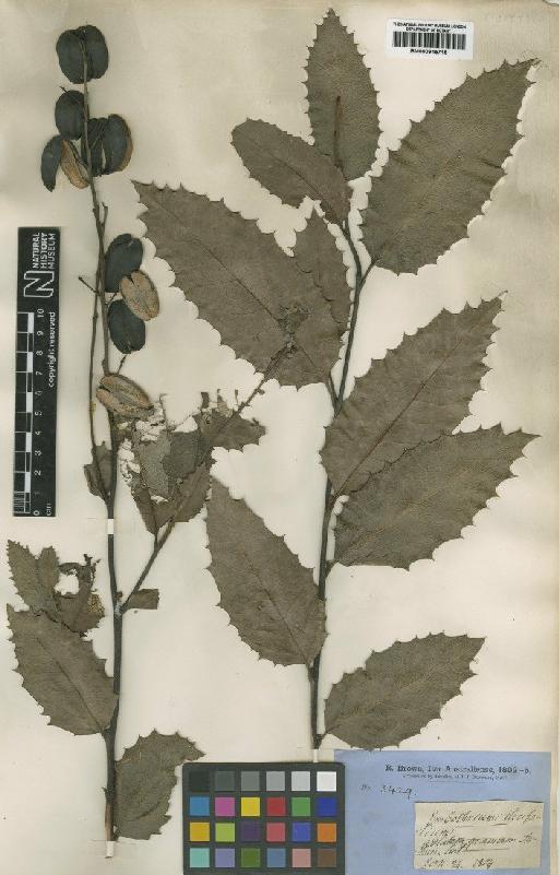 Lomatia ilicifolia R.Br. - BM000915715