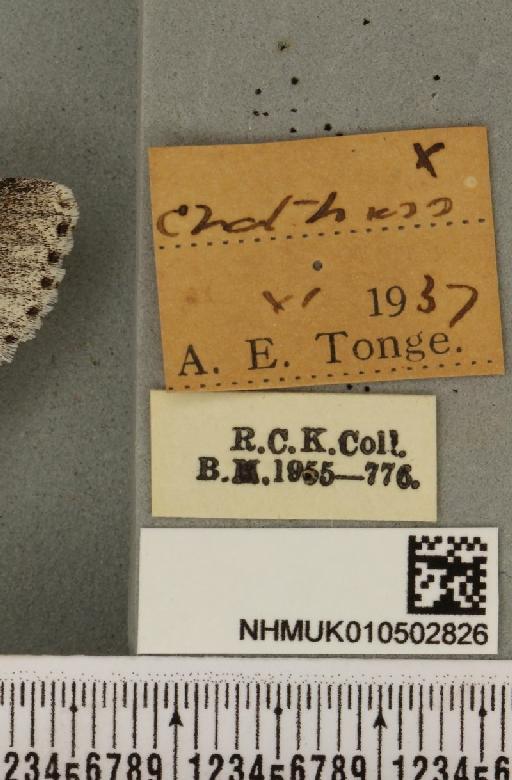 Acronicta leporina ab. melanocephala Mansbridge, 1905 - NHMUK_010502826_label_560839