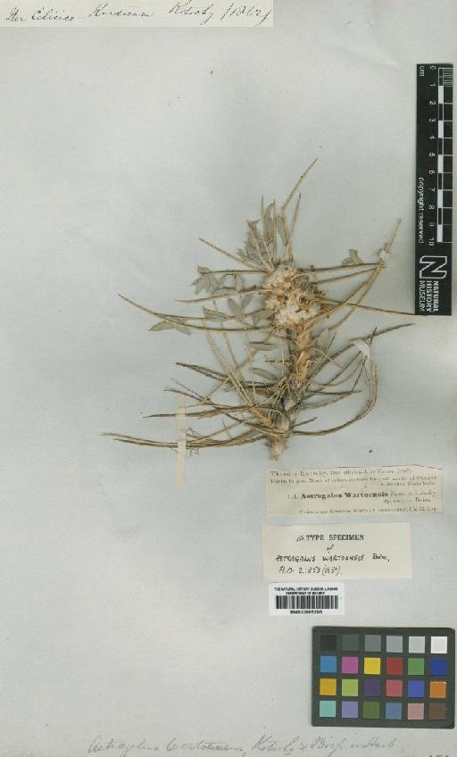 Astragalus wartoensis Boiss. - BM000885205
