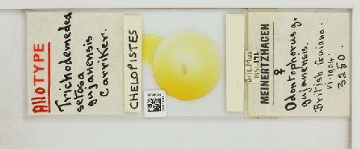Chelopistes setosus gujanensis Carriker, 1945 - 010673347_816418_1431990