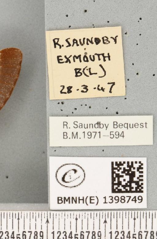 Eriogaster lanestris ab. obsoleta Tutt, 1900 - BMNHE_1398749_label_191674