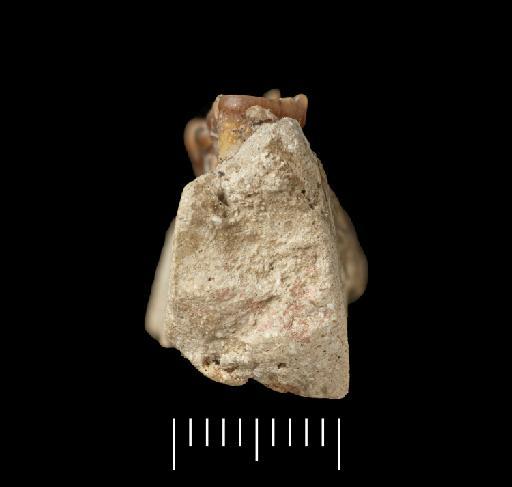 Petauroidea Bonaparte, 1838 - Image of NHMUK PV OR 40157 image 5