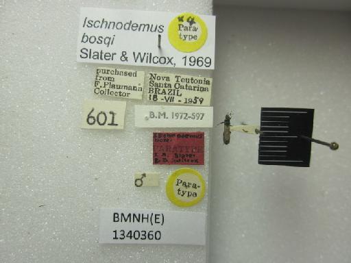 Ischnodemus bosqi Slater & Wilcox, 1969 - Ischnodemus bosqi-BMNH(E)1340360-Paratype male dorsal & labels