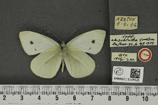 Pieris rapae ab. subtalbata Goodson, 1959 - BMNHE_1115525_70460