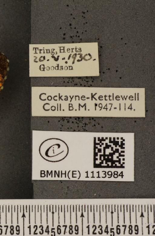 Anthocharis cardamines britannica ab. striata Pionneau, 1924 - BMNHE_1113984_label_66570