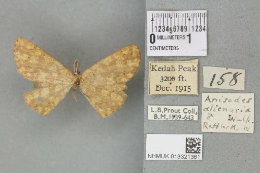 Mesotrophe alienaria (Walker, 1863) - 013321361_117938_507501