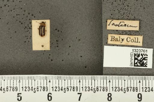 Acalymma bivittulum amazonum Bechyné, 1958 - BMNHE_1323761_20463