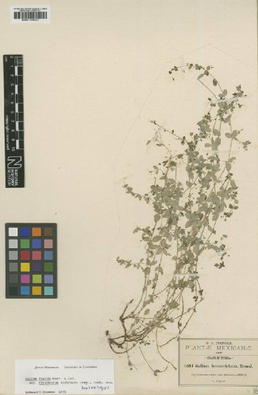 Galium fuscum subsp. hypadenium (S.Schauer) Dempster - BM001009057