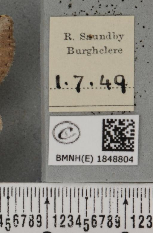 Macaria wauaria (Linnaeus, 1758) - BMNHE_1848804_label_422271