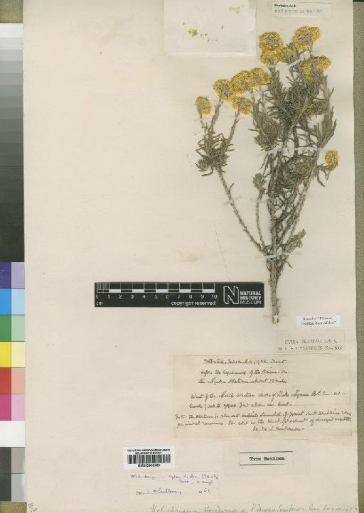 Helichrysum splendidum (Thunb.) Less - BM000903985