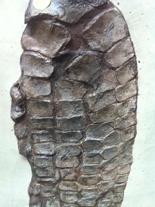 Ichthyosaurus De la Beche & Conybeare, 1821 - OR 28 Ichthyosaurus sp. 4of5