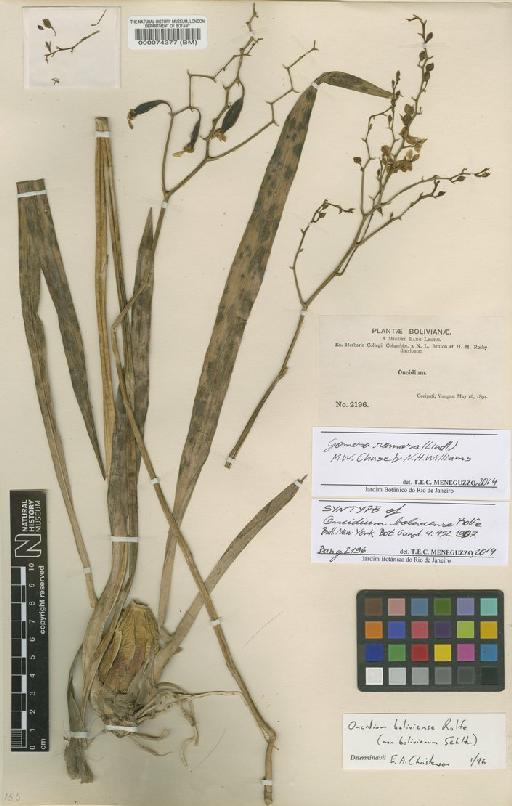 Gomesa ramosa (Lindl.) M.W.Chase & N.H.Williams - BM000074377