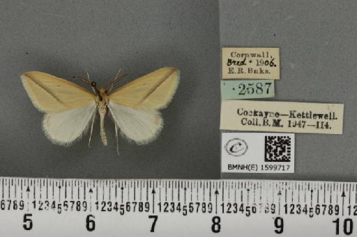 Rhodometra sacraria ab. labda Cramer, 1777 - BMNHE_1599717_300287