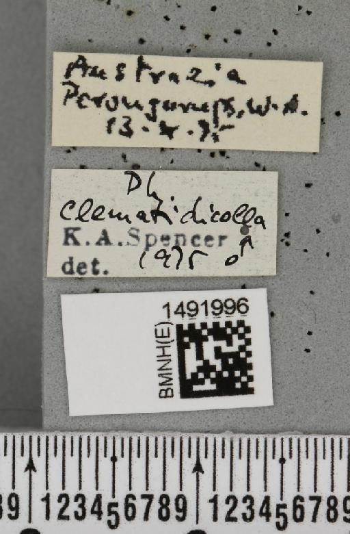 Phytomyza clematidicolla Spencer, 1963 - BMNHE_1491996_label_53696