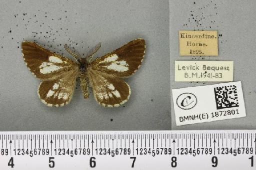 Bupalus piniaria (Linnaeus, 1758) - BMNHE_1872801_488710