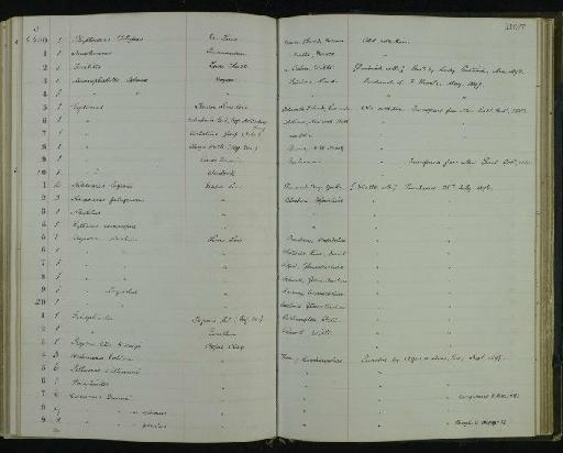 Liparoceras rusticum Spath, 1938 - NHM-UK_P_DF118_06_29_0445