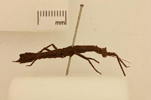Ocnophila iphicla (Westwood, 1859) - 013388817_lateral.jpg