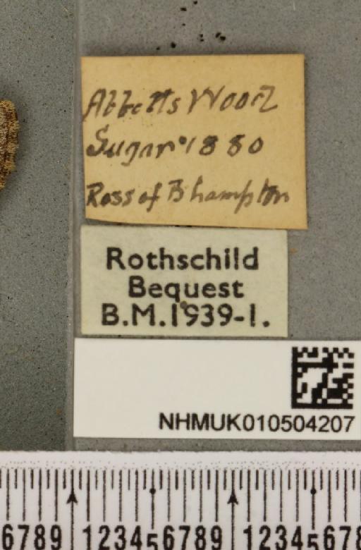 Acronicta auricoma (Denis & Schiffermüller, 1775) - NHMUK_010504207_label_562584