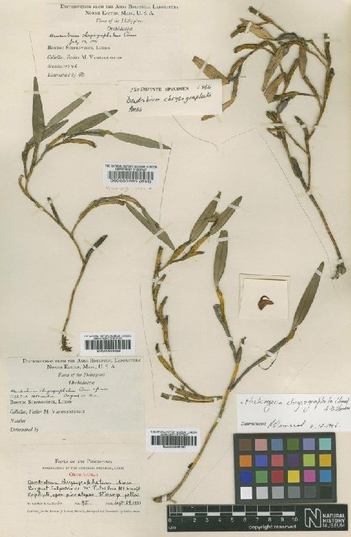 Flickingeria chrysographata (Ames) A.D.Hawkes - BM000958090