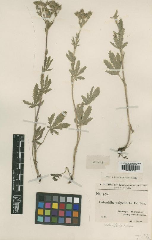 Potentilla recta L. - BM000750733