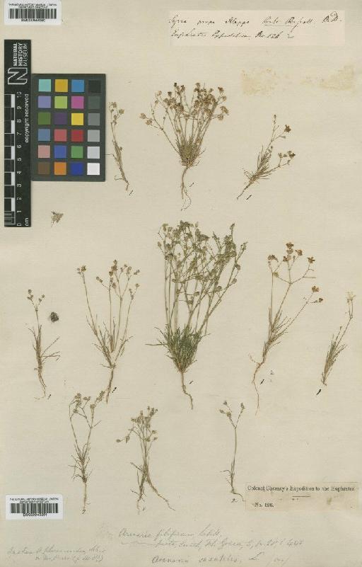 Minuartia picta Bornm. - BM000946390