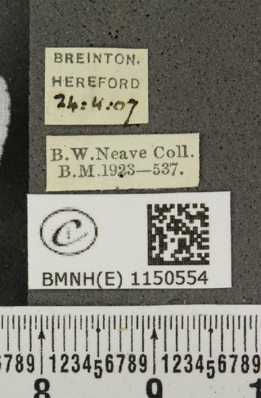 Celastrina argiolus britanna (Verity, 1919) - BMNHE_1150554_label_111949