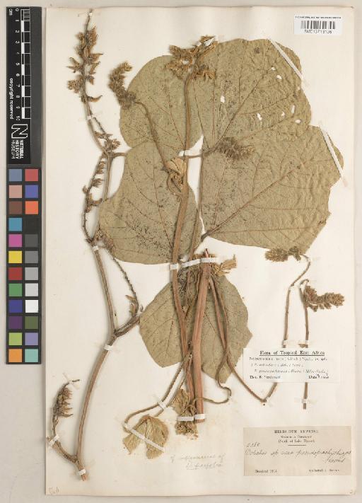 Neorautanenia mitis (A.Rich.) Verdc. - BM013713136