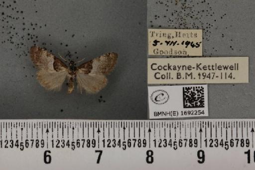 Nola cucullatella (Linnaeus, 1758) - BMNHE_1692254_291802