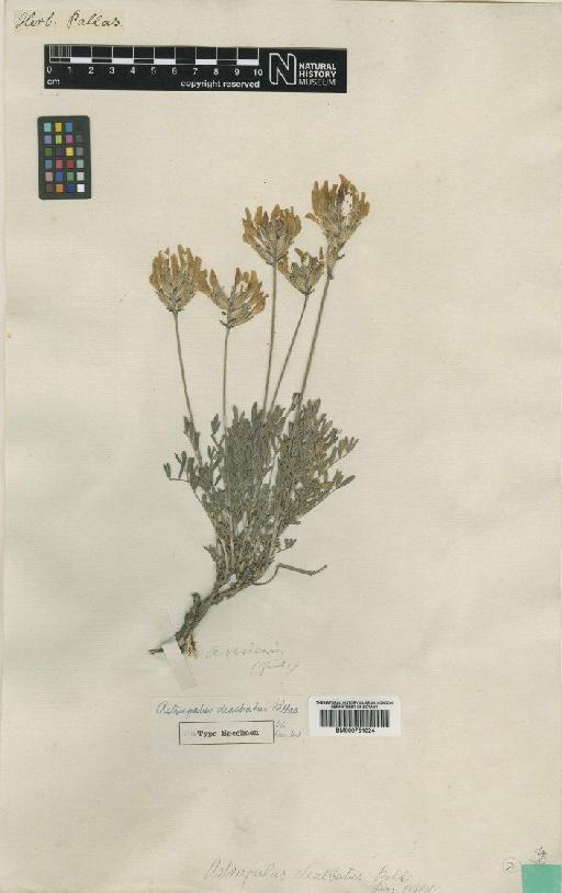 Astragalus albicaulis DC. - BM000751024