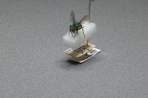 Sarcophaga (Myorhina) nigriventris Meigen, 1826 - 015091660_additional_3