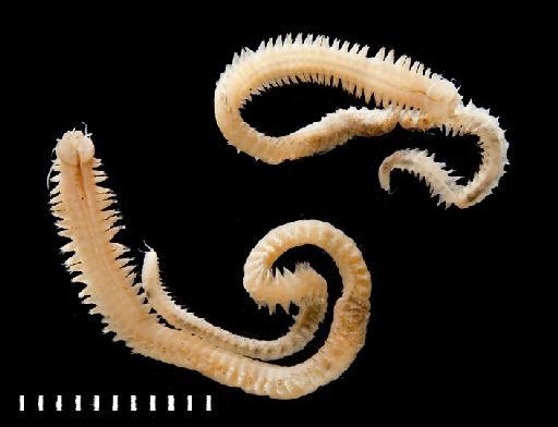 Ceratonereis pseudoerythraeensis Hutchings  and Turvey, 1982 - Polychaete type specimen; Nereidae; 1982.1-2 view 2